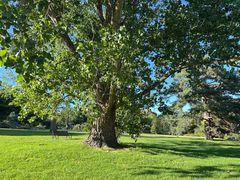 -墨尔本皇家植物园