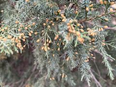 -呀路古热带植物园