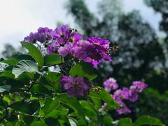 -红糖商店复古咖啡酒馆