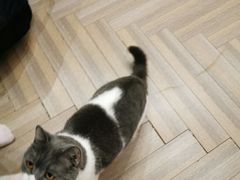 -酷豆宠物咖啡·宠物美食·撸猫馆