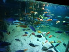 -秦皇岛乐岛海洋王国