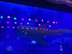 -烟台海昌鲸鲨海洋公园