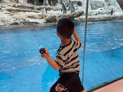 -帝企鹅自助餐厅•儿童岛•真企鹅(长隆企鹅酒店)