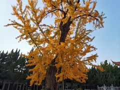 -苏州文庙(姑苏区)