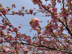 -高东镇樱花园