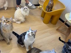 -有喵·猫咖·狗咖·30几只猫10只小狗(岗厦店)