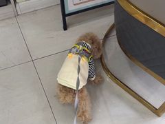 -天宠宠物医院24小时·急重症诊疗中心·全科·腔镜特色(和平分院)