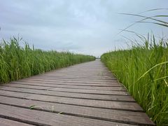 -盐城丹顶鹤湿地生态旅游区