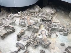 -自贡恐龙博物馆