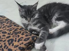 -万博宠物医院·手术·诊疗(未央凤城五路店)