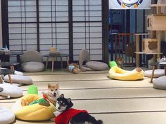 -逗柴咖啡屋·狗咖猫咖宠物桌游