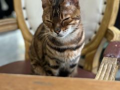 -猫小院猫主题餐厅(南锣旗舰店)