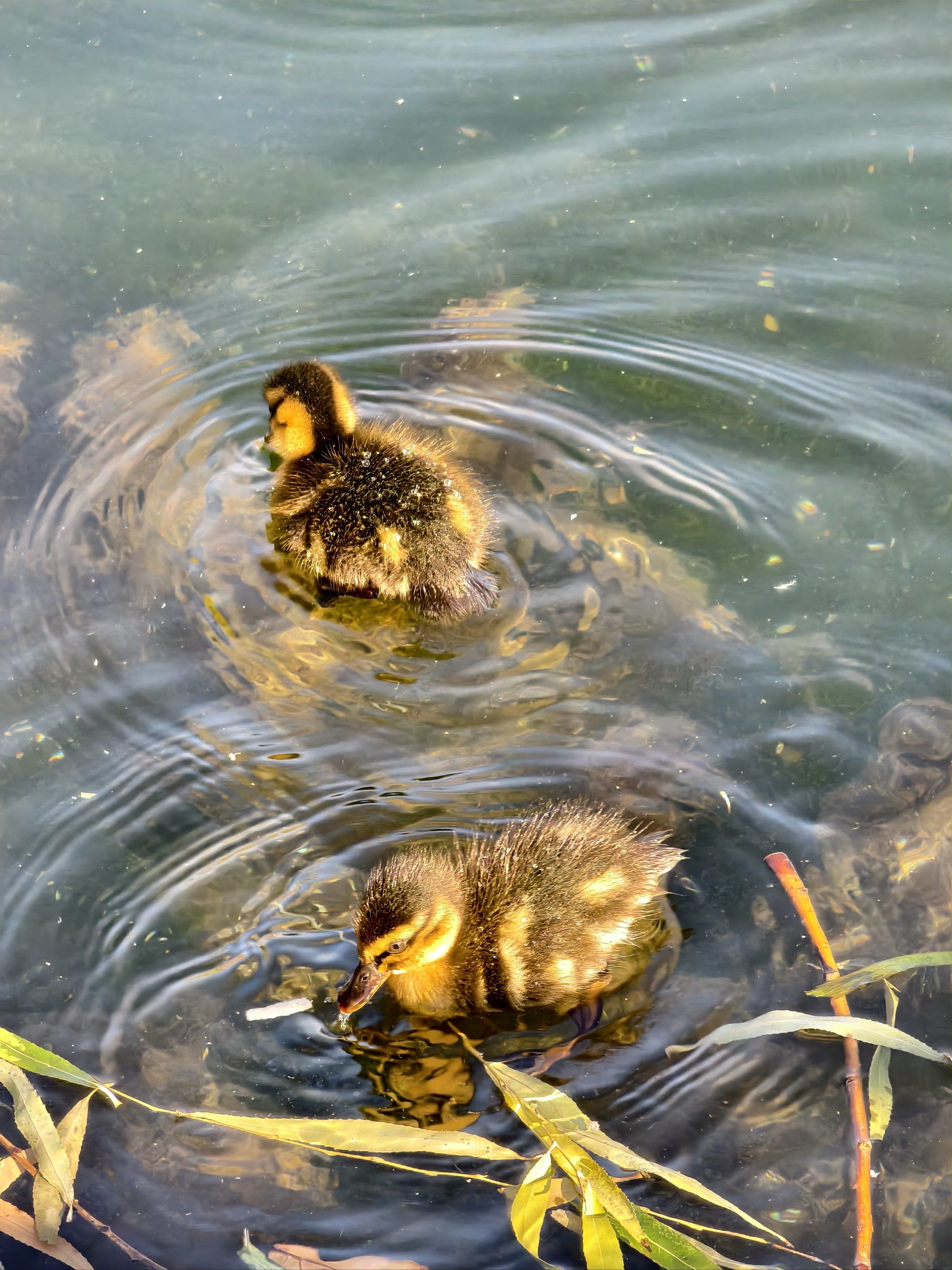 那天我正坐在湖边,小鸭子们突然游过来转圈圈,阳光下的小家伙们qq的
