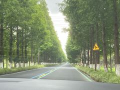 -黄海国家森林公园