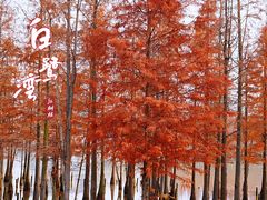 -白鹭湾湿地公园