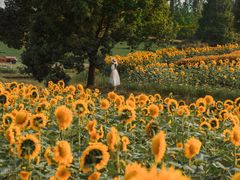 -花开海上生态园