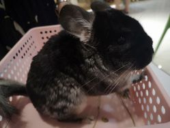 -Moni星球萌宠·小马宝莉·灵蛇·高端高阶全萌宠互动体验俱乐部(红豆国际广场店)