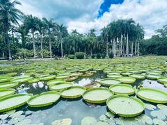 -中国科学院西双版纳热带植物园