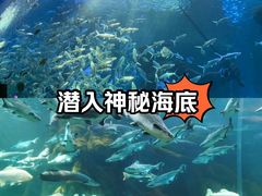 -哈尔滨波塞冬海底世界