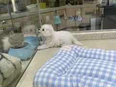 -PET WISH宠物愿望(BFC外滩金融中心店)