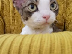 -momokira米努特·德文卷毛猫·棉花面纱犬