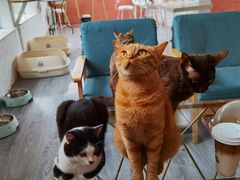 -喵屿·大理花园猫咖