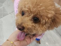 -北京派仕佳德动物医院·超导核磁·CT·神经科·骨科·内外科·急重症管理中心