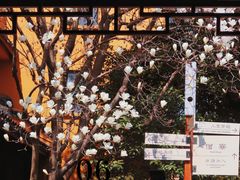 -龙华寺