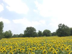 -奥林匹克森林公园北园-停车场