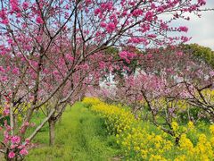 -南汇桃花村