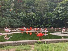 -新加坡飞禽公园