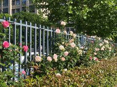 -杭州观成实验学校