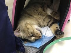-纳吉亚猫专科动物医院博雅分院