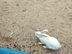 -合肥野生动物园