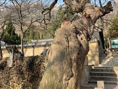 -青岛崂山太清宫