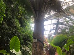 -呀路古热带植物园