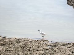 -洛阳桥