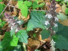 -桃花岛风景旅游区