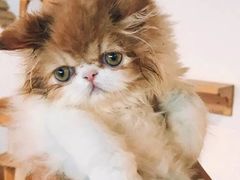-Cappucimeow猫咪咖啡馆(韦伯时代店)