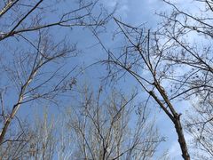 -大兴滨河森林公园