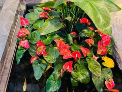 -上海外滩英迪格酒店