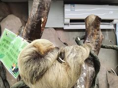 -正佳雨林生态植物园