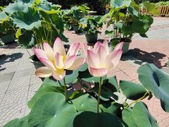 -莲花池公园