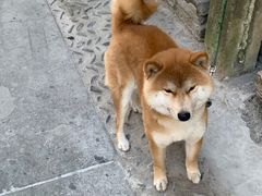 -歙县古城小吃一条街