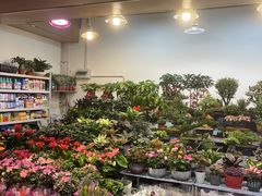 -大自然花鸟鱼虫市场