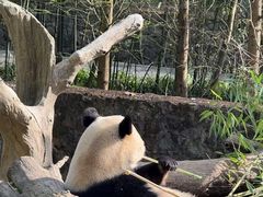 -都江堰中华大熊猫苑