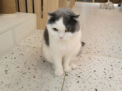 -猫域·湾主题猫咖·宠物吧(南坪城市广场店)