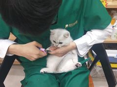 -瑞鹏宠物医院·猫科·宠保定点(梅溪湖分院)