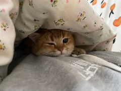 -东方名猫馆·英短金渐层布偶猫舍(环线广场1号楼店)