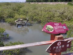 -北海金海湾红树林生态旅游区